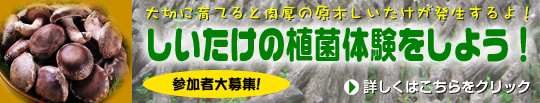 しいたけの植菌体験をしよう！